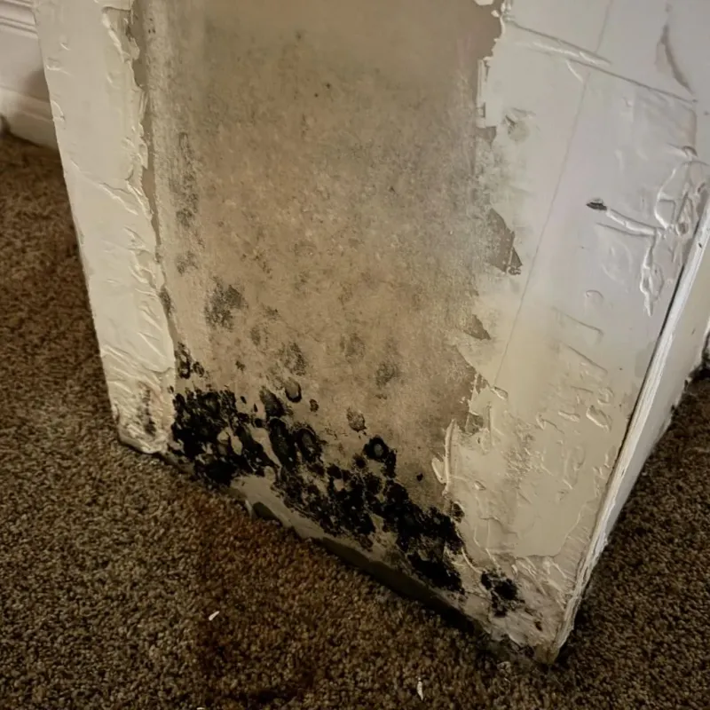 Professional Mold Removal in Dalton, GA